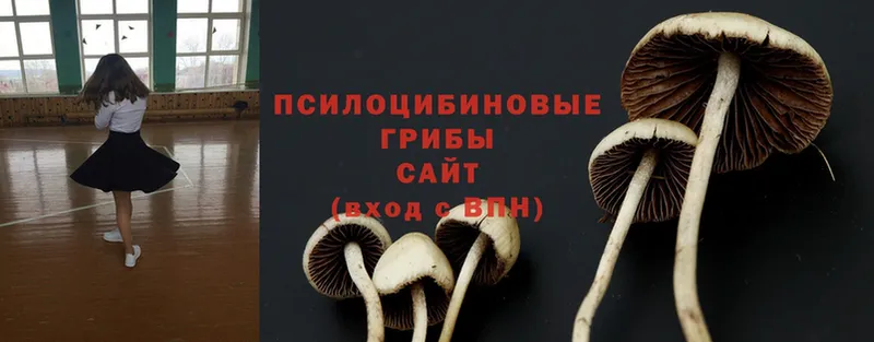 Псилоцибиновые грибы Psilocybine cubensis  мега онион  Рассказово 